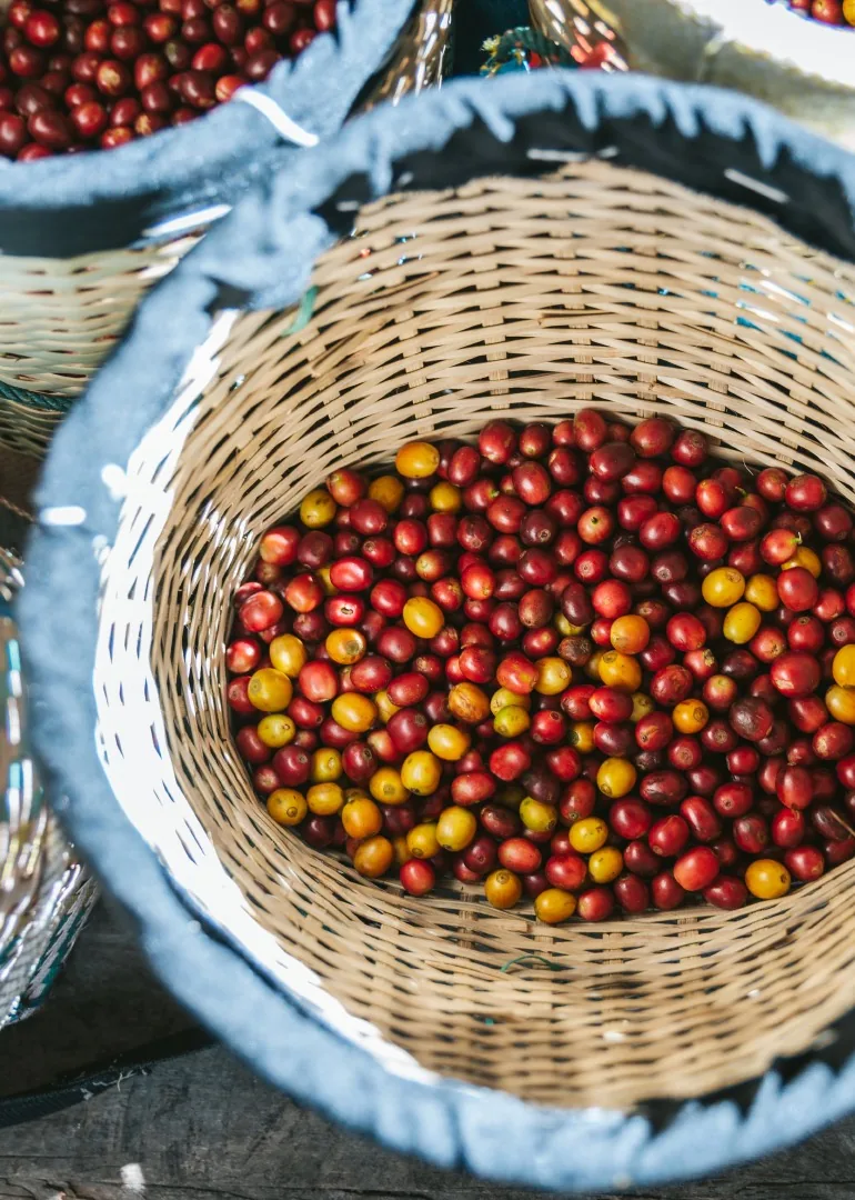 Frutos de café seleccionados en canasto