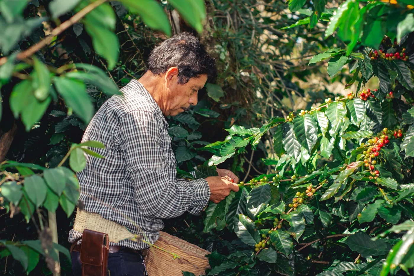 Caficultor recolectando a mano los frutos maduros en la finca